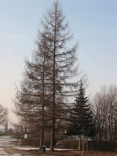 Typowy pokrój drzewa iglastego (tu: modrzewia europejskiego)