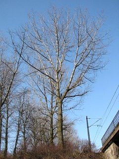 Typowy pokrój drzewa liściastego (tu: topoli kanadyjskiej)