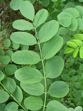 Robinia akacjowa - liście