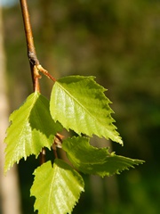 Liście brzozy brodawkowatej