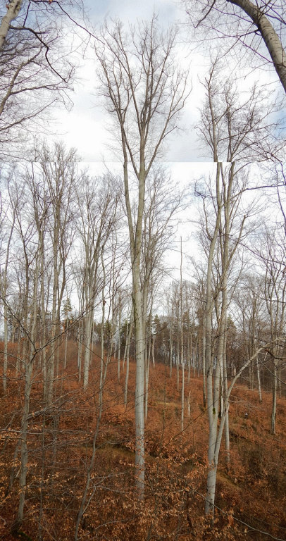 Rekordowy buk z lasu w okolicach Dąbrówki Szczepanowskiej