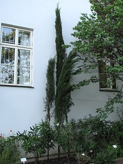 Cyprys wieczniezielony w ogrodzie botanicznym