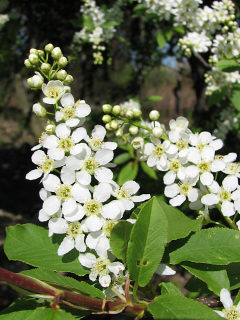 Czeremcha zwyczajna - kwiaty