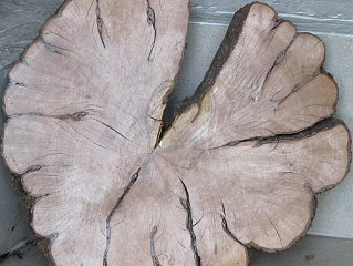 Gg jednoszyjkowy - drewno