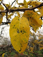 Grusza domowa - jesienne liście