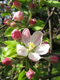 Jabłoń domowa - kwiaty