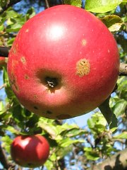Jabłoń domowa - owoce