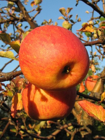 Jabłoń domowa - owoce