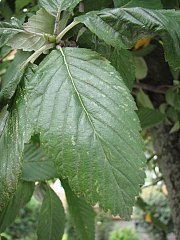 Jarząb mączny - liście