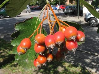 Jarząb szwedzki - owoce