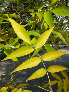 Przebarwijące się liście jesiona pensylwańskiego