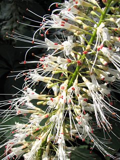 Kwiaty kasztanowca drobnokwiatowego
