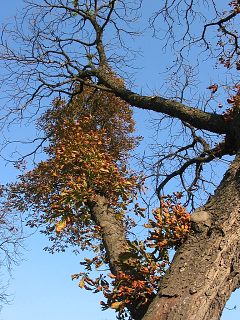 Kasztanowiec zwyczajny - chore drzewa