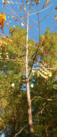 Kłęk kanadyjski - pokrój młodego drzewa