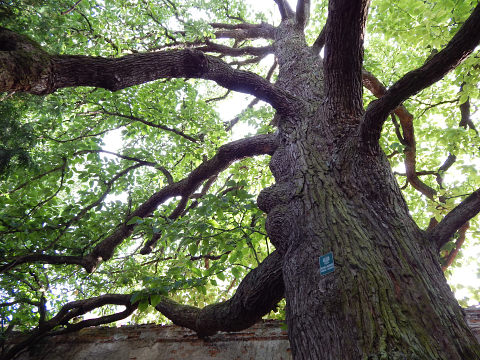 Magnolia drzewiasta w Parku Oliwskim w Gdasku