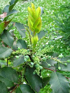 Mahonia ostrolistna - młode liście