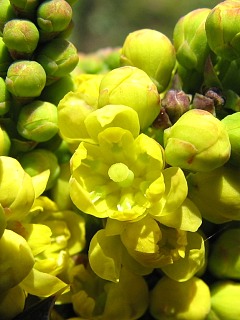 Mahonia ostrolistna - pojedynczy kwiat