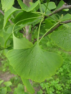 Miłorząb dwuklapowy - młode liście
