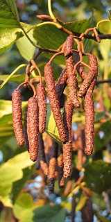 Tworzce si kotki latem mskie olszy czarnej