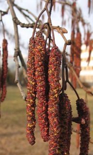 Rozwijajce si kotki mskie olszy czarnej