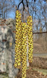 Rozwijajce si kotki mskie olszy czarnej