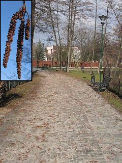 Kotki mskie olszy czarnej