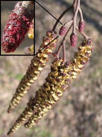 Mode szyszeczki eskie olszy czarnej w kocu marca.