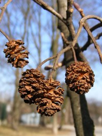 Szyszeczki olszy czarnej