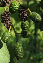 Szyszeczki olszy czarnej