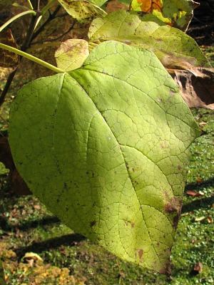 Jesienne liście surmii bignoniowej