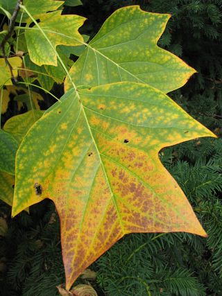 Tulipanowiec amerykaski - jesienne licie