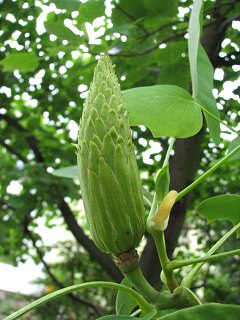 Tulipanowiec amerykaski - mode owoce