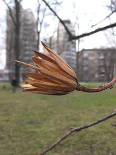 Tulipanowiec amerykaski - owoce