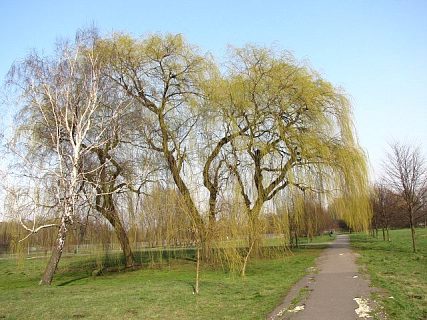 Wierzba paczca