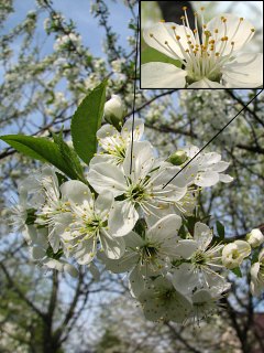 Wiśnia pospolita - kwiaty