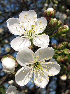 Wiśnia pospolita - kwiaty