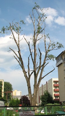 Masakrowane drzewa