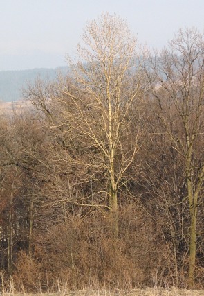 Co to za drzewo - pokrj