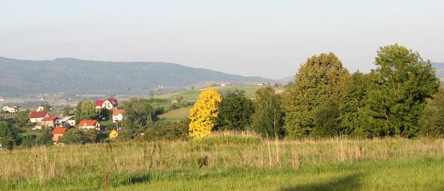 Co to za drzewo - jesienne licie