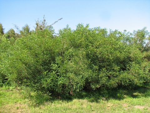 Co to za drzewo - pokrj